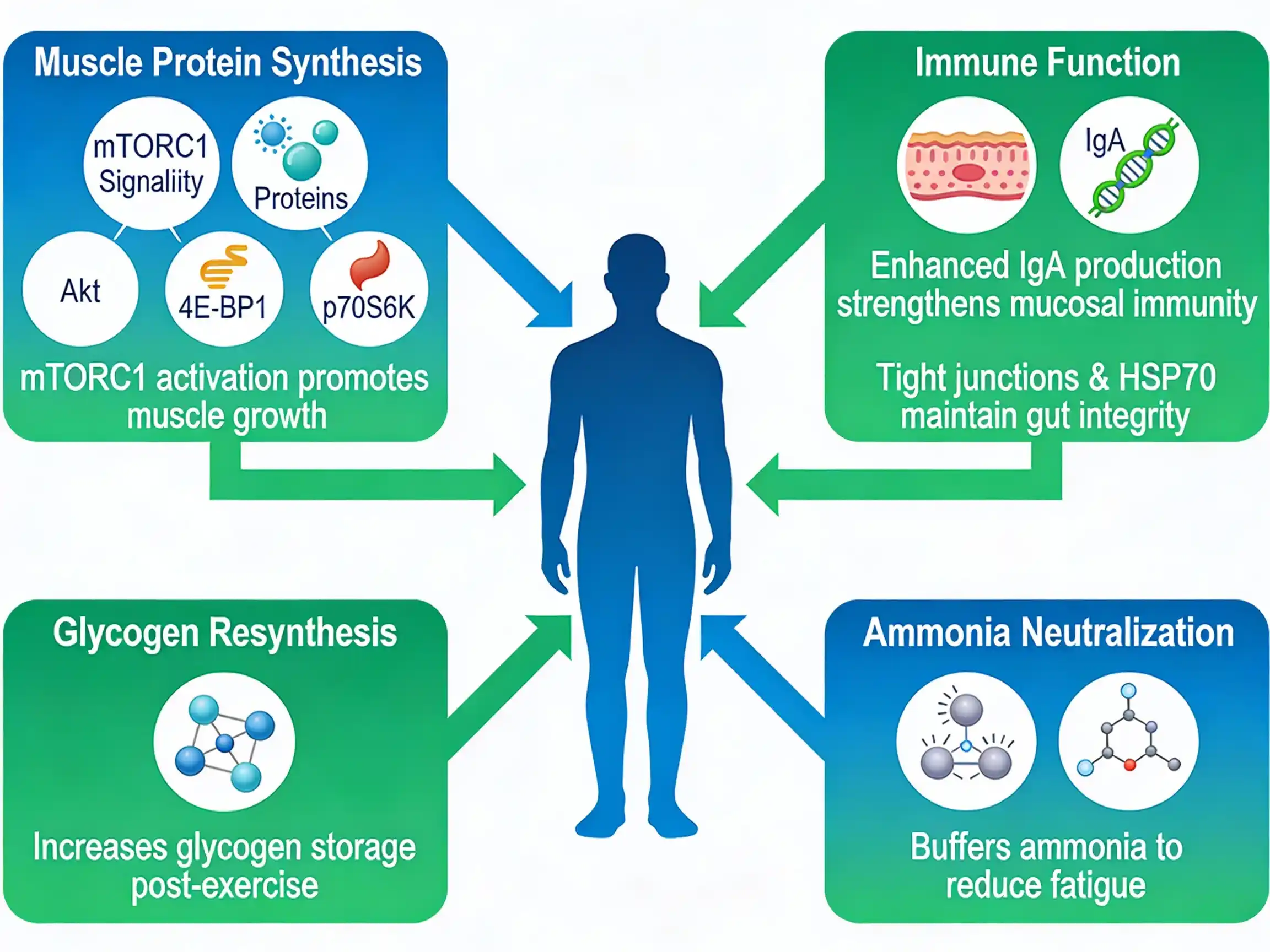 Mechanisms of action of glutamine in athletes